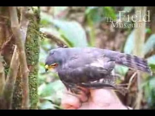 яструб-крихiтка/Tiny Hawk (Accipiter superciliosus)