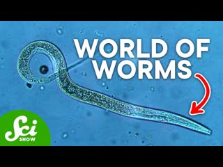 The Most Important Animal You've Never Seen | Meet the Nematode