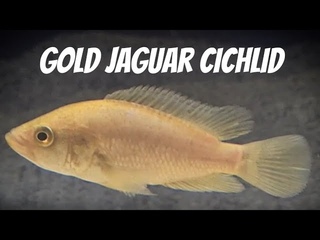 GOLD JAGUAR CICHLIDNEW PROJECT