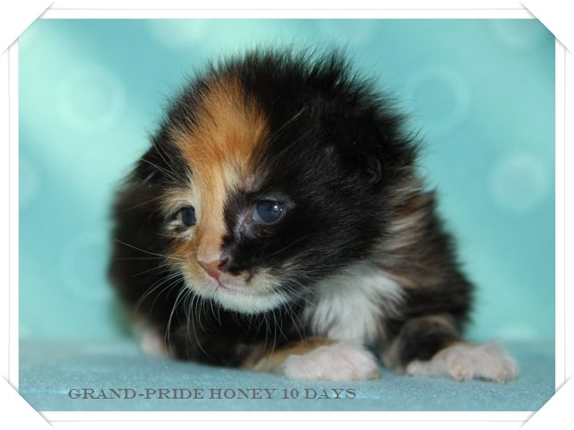 Анатолий Воробьев | Москва