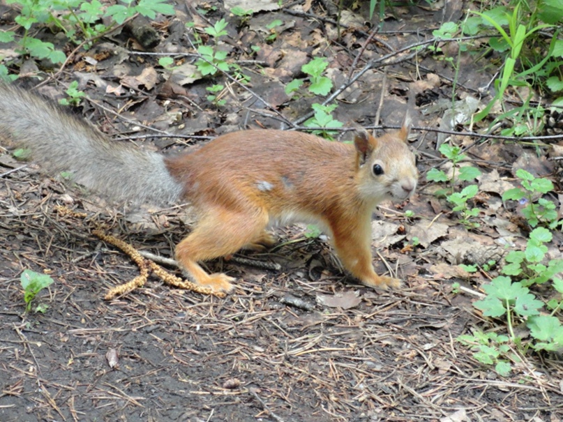 Руслан Хисамутдинов Зайнатдинович | Пермь