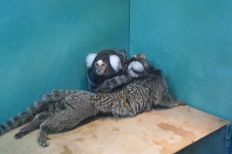 Людмила Савенкова |