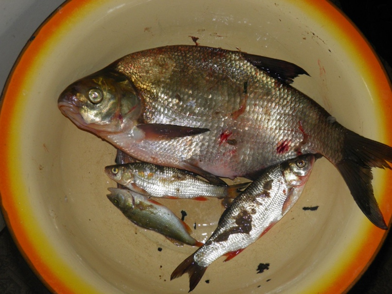 Надежда Тархова | Вологда