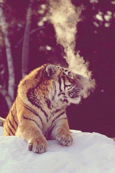 Паша Семенов | Чебоксары