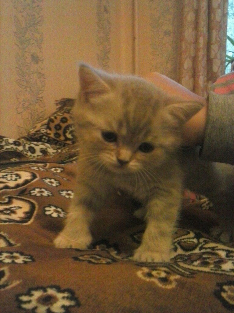 Наталья Красникова Александровна | Санкт-Петербург