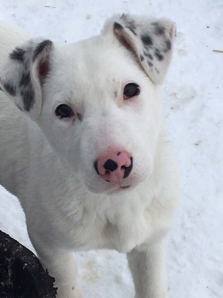 ПЕППИ
Я очень хочу стать домашней собакой.