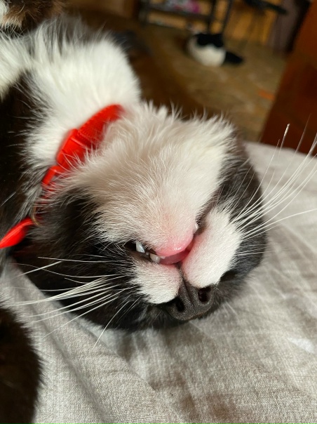 Познакомьтесь, это Бобик. Джентельмен и нянька,...