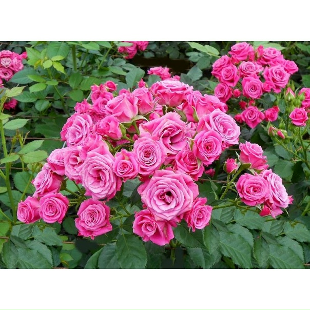 Роза лидия фото и описание отзывы Роза лидия фото и описание отзывы