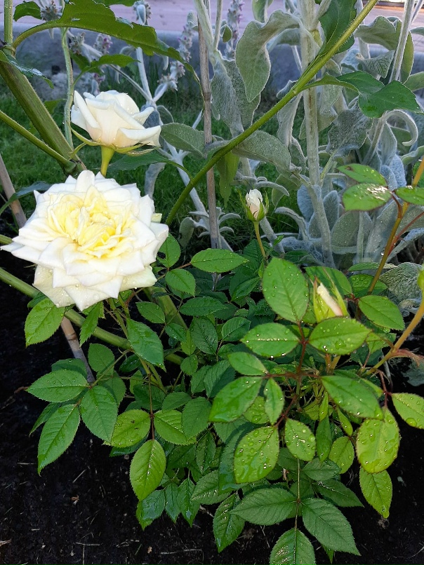 Татьяна Веселова | Санкт-Петербург