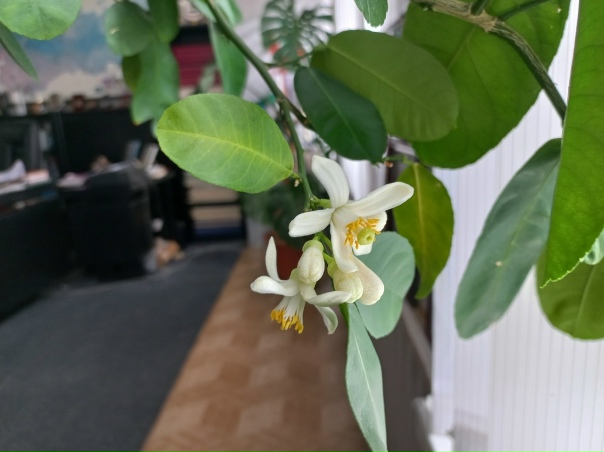 Комнатные растения en 2025 Verduras y hortalizas, Plantas, Hortaliza