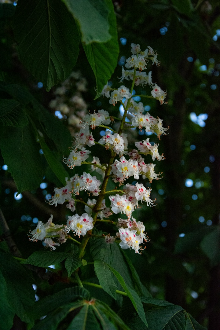 Павел Желтков | Тамбов