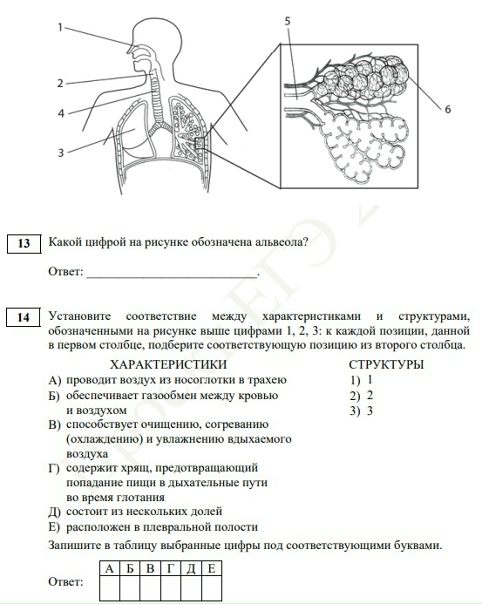 Картинки ЗАДАЧА ПО БИОЛОГИИ РАСТЕНИЙ