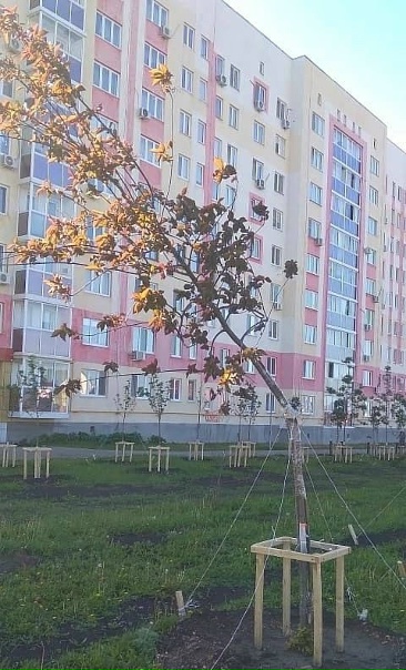 🌳 В Стерлитамаке вандалы сломали деревья. Недавно...