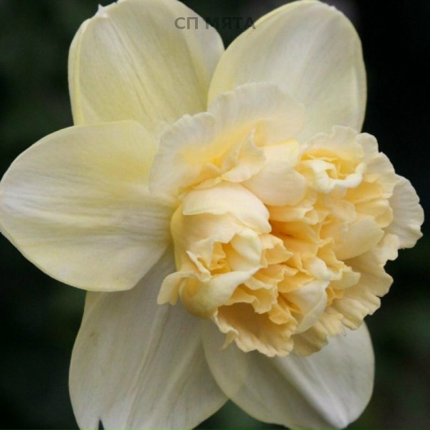 Нарцисс арт дизайн фото Нарцисс арт дизайн фото