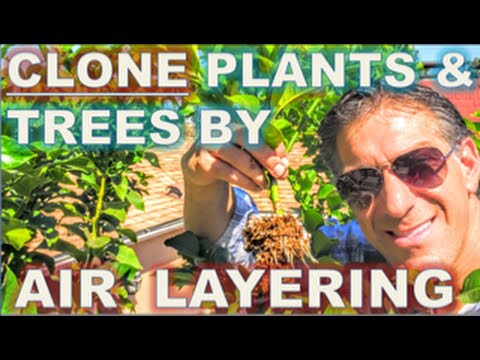 CLONE Your Favorite Plants Trees, AIR LAYERING, Simple Propagation Techniques, BEFORE