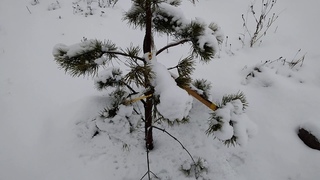НОВОГОДНИЙ СНЕГ