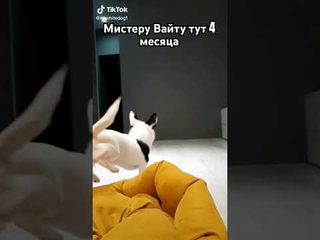 #mrwhitedog #архив #chihrussia #russia #repost #shorts #youtubeshorts #youtube #dog #dogs #chihuahua