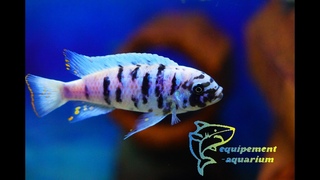 Metriaclima tarakiki Mbamba Bay MC Marmelade Cats