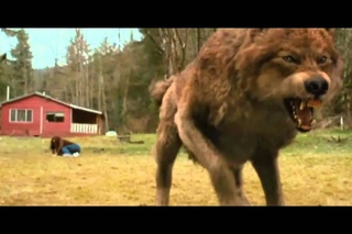 Jacob Black - Animal I Have Become - The Twilight Saga