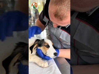 Treating the poor dog with an injured leg #rescue #doglovers #pets