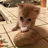 Сats are cute potatoes.