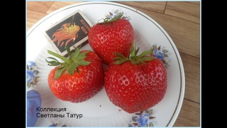 ЛИЯ САХАРНАЯ - истинно сахарный вкус клубники. / .