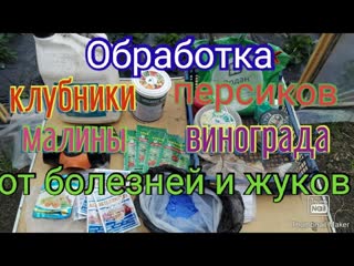 Чем обработать клубнику, виноград, малину от болезней и вредителей. Сезон 2020.