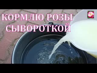 СЫВОРОТКА И РОЗЫ