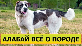АЛАБАЙ - Плюсы и минусы  Всё о породе.